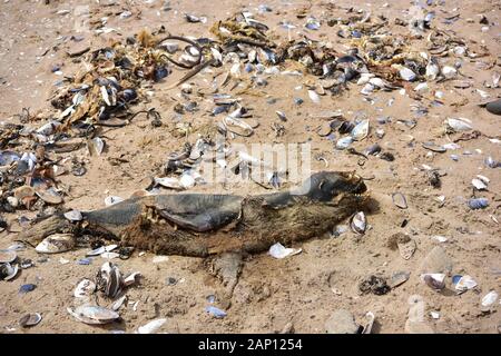 Swakopmund, Namibia. 02Mar, 2019. Guarnizione morto circondato da conchiglie sulla spiaggia di Swakopmund, presa su 02.03.2019. Credito: Matthias Toedt/dpa-Zentralbild/ZB/Picture Alliance | in tutto il mondo di utilizzo/dpa/Alamy Live News Foto Stock