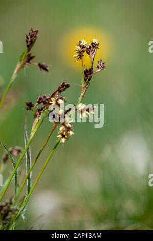 Campo di giunco di legno (Luzula campestris), fioritura. Germania Foto Stock