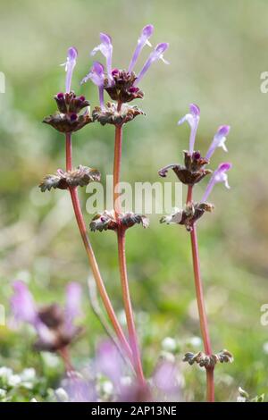 Henbit Dead-nettle (Lamium amplicaule), fioritura. Germania Foto Stock