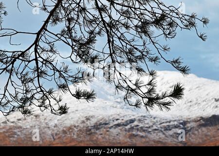Rami di Caledonian Pine Tree con sfocato montagna innevata in background, cielo blu Foto Stock