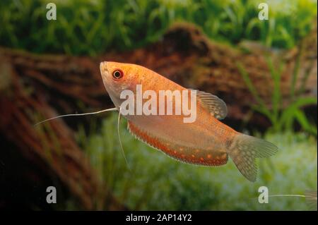 Three Spot Gourami (Trichopodus trichopterus rotgold). Pesci singoli in un acquario Foto Stock