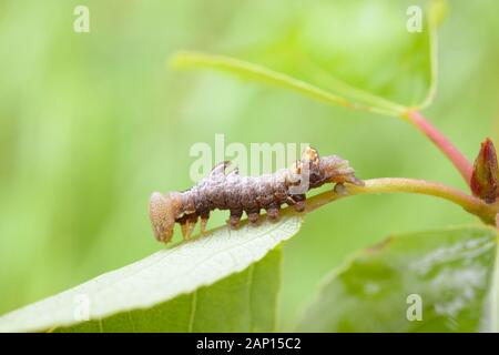 Notodonta ziczac, Pebble prominente caterpillar,Galles, UK. Foto Stock