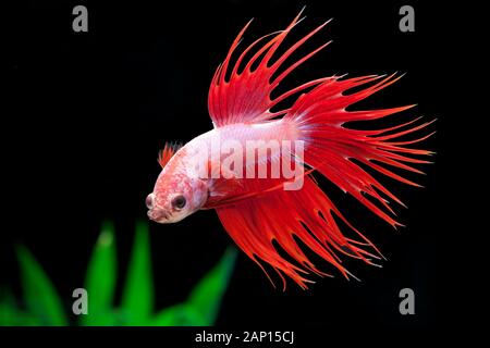 Siamese Fighter (Betta Splendens Crowntail Green Dragon). Pesci adulti sotto l'acqua. Germania Foto Stock