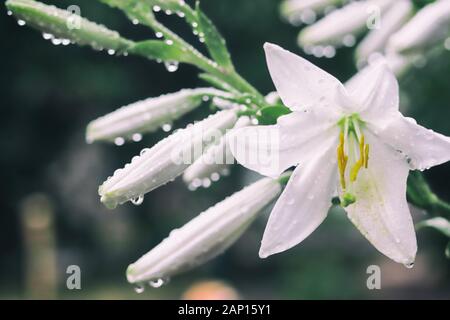 Dettaglio artistico di un fiore di Magnolia con le goccioline d'acqua. Bianco fiori di magnolia su uno sfondo scuro. Scende vicino fino dopo la pioggia. Messa a fuoco selettiva. Foto Stock