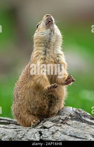 Prairie Dog dalla coda nera, Plains Prairie Dog (Cynomys ludovicianus), chiamata per adulti Foto Stock
