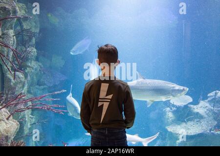 Haus des Meeres Aquarium, un ex tedesco Seconda Guerra Mondiale anti-aerei flak torre in Esterhazypark, Vienna, Austria Foto Stock