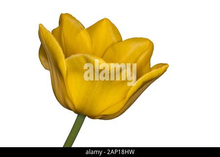 Tulipano giallo su sfondo bianco shot closeup Foto Stock