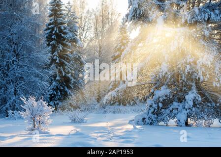 Paesaggio invernale in giornata soleggiata, alberi coperti di neve fresca, Finlandia Foto Stock