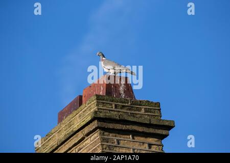 Comune il colombaccio Columba palumbus mantenendo calda in una fredda giornata invernale e adiacente al fumo caldo che si erge da un carbone nazionale fire attraverso un camino Foto Stock