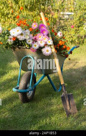 Sera dopo il lavoro nel giardino estivo. Carriola con fiori e capocorda a forcella sull'erba verde. Foto Stock