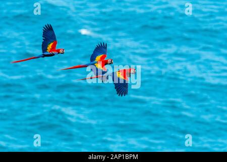 Tre pappagalli scarlatto che volano sull'Oceano Pacifico in Costa Rica Foto Stock