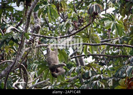 Bradipo appeso ad un ramo di un albero in Costa Rica Foto Stock