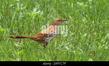 Close up rufous Brown Thrasher a piedi di uccelli in erba verde Foto Stock