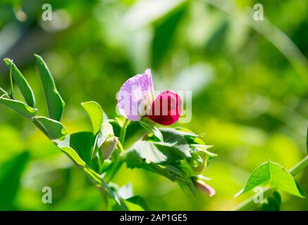 Fiore di pianta di pisello. Piante di pisello verde alla luce del sole. Foto Stock