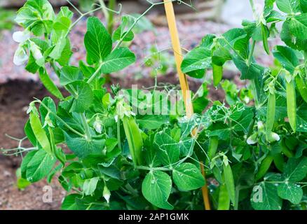 Pianta di piselli con gocce che crescono sulla fattoria. Baccelli di piselli verdi giovani. Pea dolce (pisum sativum). Foto Stock