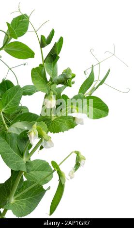 Piselli con fiori e baccelli isolati su bianco. Pianta di pisello (pisum sativum) che cresce in un giardino. Foto Stock