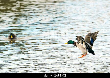 Maschio volanti Mallard duck (Anas platyrhynchos) preparando per sbarcare su acqua Foto Stock
