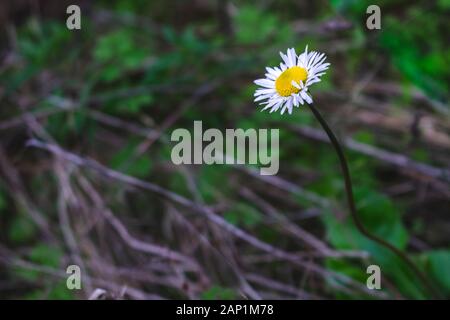 Bellissimo fiore a margherita con colorati sfondo scuro, in una foresta mediterranea. Foto Stock