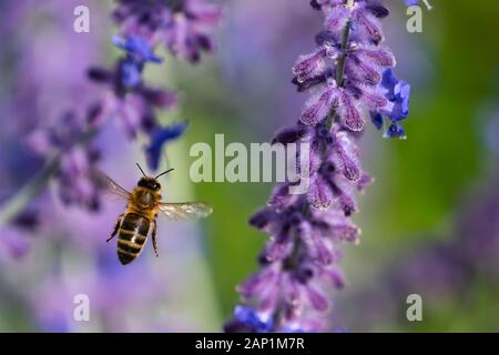 Macro di un lavoratore europeo il miele delle api (Apis mellifera) in volo attraverso i fiori di lavanda Foto Stock