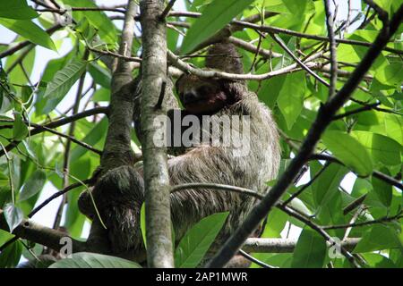 Accidia nella struttura ad albero in Costa Rica Foto Stock