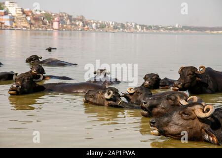 Bufalo nell'acqua di balneazione in il gange Foto Stock