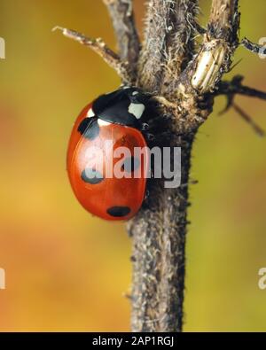 7-spot Ladybird (Coccinella septempunctata) arroccato su thistle stelo in gennaio. Tipperary, Irlanda Foto Stock