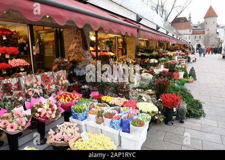 Mercato dei fiori invernali in Piazza Viru, con Torre Viru e porta Viru sullo sfondo. Tallinn, Estonia Foto Stock