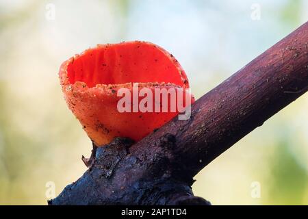 Scarlet elf cup fungo (Sarcoscypha coccinea) che cresce su un ramoscello d'inverno. Tipperary, Irlanda Foto Stock