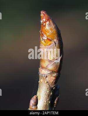 Sticky gemma di un cavallo Castagno (Aesculus hippocastanum). Tipperary, Irlanda Foto Stock