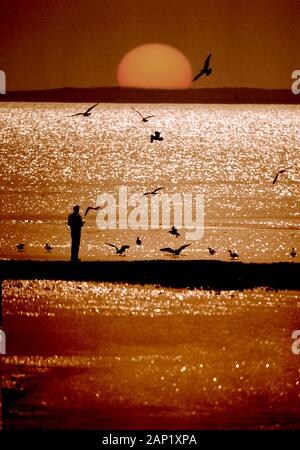 Tranquilla scena di una silhouette di un uomo solo al tramonto sulla spiaggia circondata da acqua frizzante e gabbiani Foto Stock