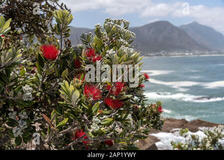 Hermanus, Western Cape, Sud Africa. Dicembre 2019. Un Pohutukawa con fiori di colore rosso sulla costa dell'Oceano Indiano a Hermanus un popolare Sud Africa Foto Stock