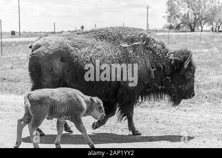 Allevamento di bufali al Rocky Mountain Arsenal National Wildlife Refuge, Colorado. (Nome scientifico: Bison bison) Foto Stock