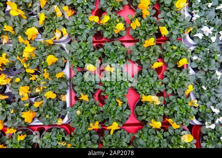 Full frame close up top view su molti rosso, giallo e bianco viola cornuta fiori con foglie di colore verde in vasi di fiori in tedesco Centro giardino Foto Stock