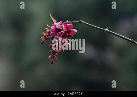 Il rosso-viola brattee di caprifoglio himalayano (Leycesteria formosa) Foto Stock