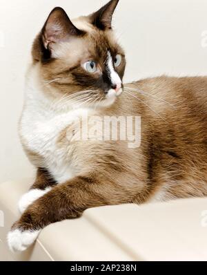 Twinkie, una femmina di gatto siamese gatto, fissa sulla parte superiore di un beige cat carrier, Aprile 29, 2017 in Coden, Alabama. Foto Stock