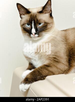 Twinkie, una femmina di gatto siamese gatto, fissa sulla parte superiore di un beige cat carrier, Aprile 29, 2017 in Coden, Alabama. Foto Stock