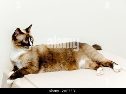 Twinkie, una femmina di gatto siamese gatto, fissa sulla parte superiore di un beige cat carrier, Aprile 29, 2017 in Coden, Alabama. Foto Stock