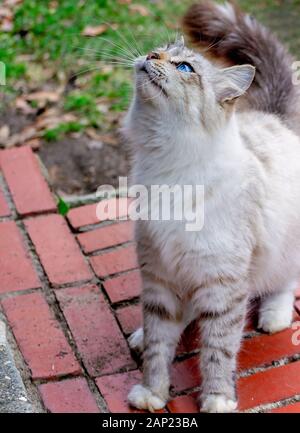 Una con i capelli lunghi silver tabby cat siede su un passo di mattone, guardando in alto, Gennaio 13, 2020, in Coden, Alabama. Foto Stock