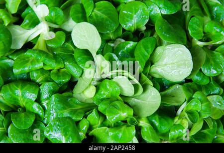 Telaio di completa chiusura del wet fresco verde la valeriana Foto Stock