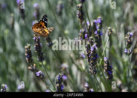 Plain Tiger butterfly (Danaus chrysippus) AKA africana di farfalla monarca poggia su una fioritura lavanda bush. Fotografato nel Golan, Israele Foto Stock