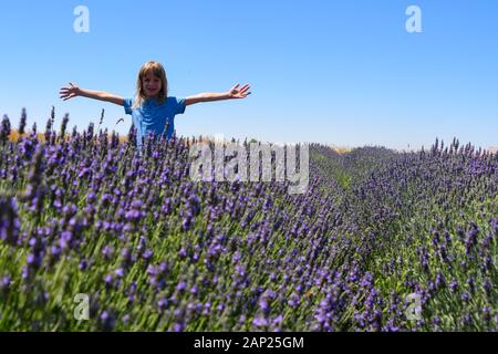 Giovane ragazza ha divertimento in un campo di lavanda fotografato nel Golan, Israele Foto Stock