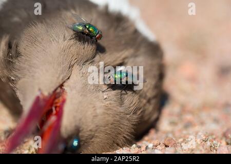 Verde bottiglia-carrion fly Foto Stock