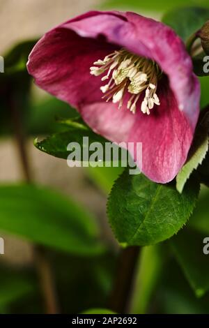 Helleborus niger, comunemente chiamato rosa di Natale o hellebore nero Foto Stock