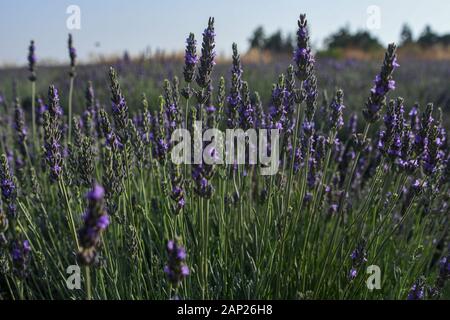 Fioritura infiniti campi di lavanda. Fotografato nel Golan, Israele Foto Stock