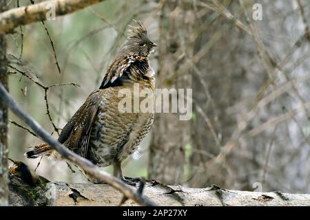 Un maschio ruffed grouse 'Bonasa umbellus', in piedi su un registro caduti nel suo habitat per la flora e la fauna drumming per attirare una femmina in rural Alberta Canada. Foto Stock