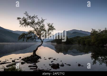 Albero da Llyn Padarn a Llanberis, Galles del Nord, Regno Unito Foto Stock