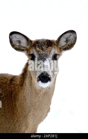 Un vicino l immagine di un white-tailed deer 'Odocoileus virginianus', guardando la telecamera su una neve sullo sfondo bianco nelle zone rurali di Alberta in Canada. Foto Stock