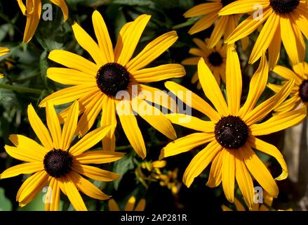 Il vivacemente colorato in giallo dei fiori di Rudbeckia fulgida noto anche come il cono fiore, in stretta fino a un naturale ambiente all'aperto. Vista dall'alto in basso. Foto Stock