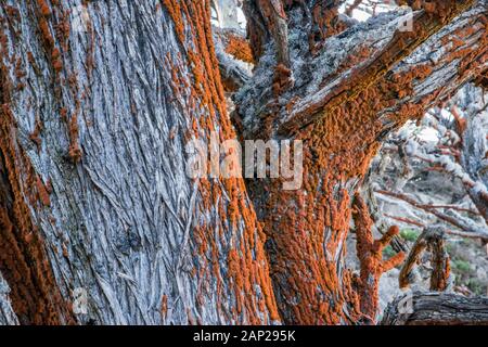 Alghe colorate che crescono sugli alberi presso la riserva naturale statale di Point Lobos, California Foto Stock