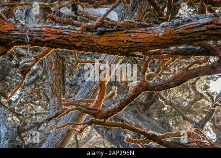 Alghe colorate che crescono sugli alberi presso la riserva naturale statale di Point Lobos, California Foto Stock